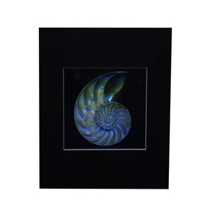 3D Nautilus Shell (Achromate) Hologram Picture NEW RUN 2024 (MATTED), Collectible EMBOSSED Type Film 3D Nautilus Shell (Achromate) Hologram Picture NEW RUN 2024 (MATTED), Collectible EMBOSSED Type Film