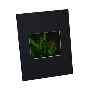 3D Butterfly Hologram Picture (MATTED), Collectible on Silver Halide Type Film 3D Butterfly Hologram Picture (MATTED), Collectible on Silver Halide Type Film