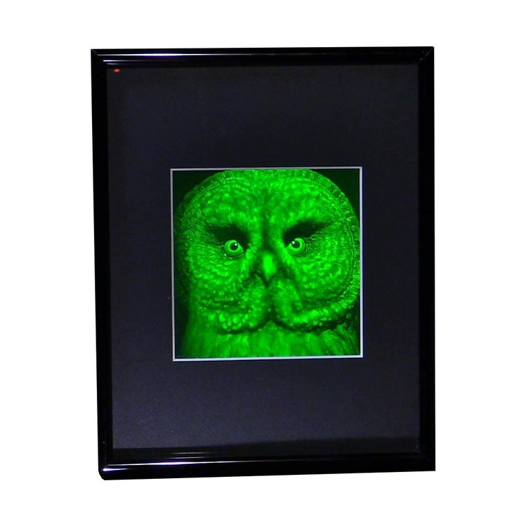 3D BIRDS OF PREY Hologram Picture Framed, Collectible Polaroid Photopolymer Film