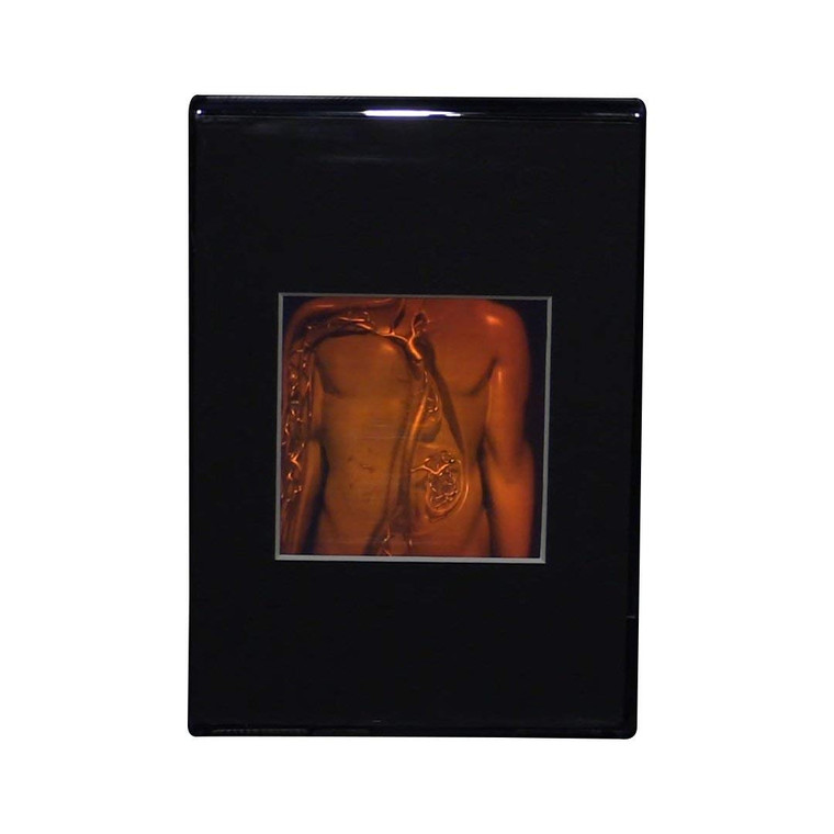 Torso 2-Channel Anotomically Correct Hologram Picture (DESK STAND), Collectible Hologram Picture