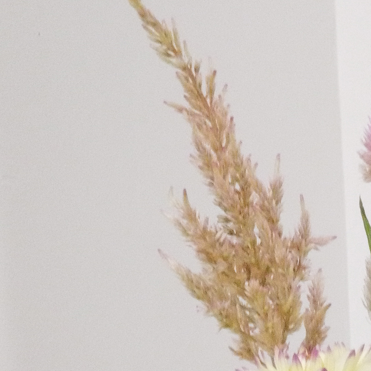 Fresh celosia flowers, plumes, by the stem.