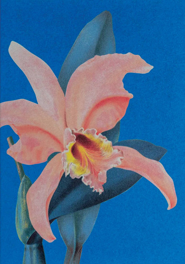 Coral Flower | Blank Greeting Card | LAGOM