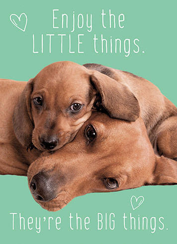Fur Little Things | New Baby Greeting Card | J&M MARTINEZ