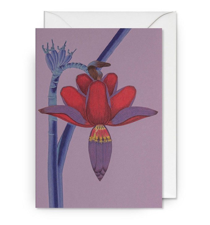 Fuchsia | Blank Greeting Card | LAGOM