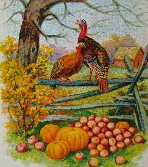 Thanksgiving Postcard Wild Turkeys On Fence Pumpkins Vintage Embossed Series 205