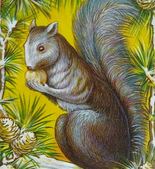 Gray Brown Squirrel Eating Nut Pinecones Thanksgiving Postcard Amenia NY 1913