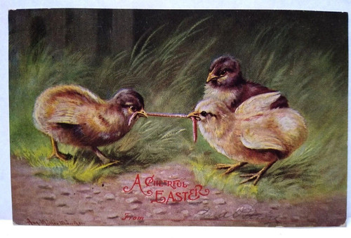 Baby Chicks Worm Tug A War Rustic Nature Easter Postcard 1906 Signed Muller