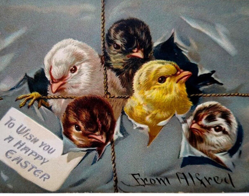Easter Postcard Baby Chicks Bursting Out Tucks Serie 700 Embossed Unused Vintage