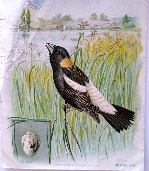 American Singer Sewing Machine Series Victorian Trade Card Bobolink Bird 1898