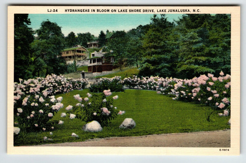 Hydrangeas Lake Shore Drive Lake Junaluska North Carolina Linen Postcard Unused