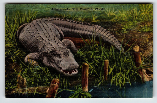 Alligator An Old Timer In Florida Postcard Linen Unposted Gator Swamp Curt Teich