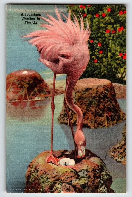 Pink Flamingo Florida Postcard Linen 1949 Wild Animal Nesting Hialeah Park