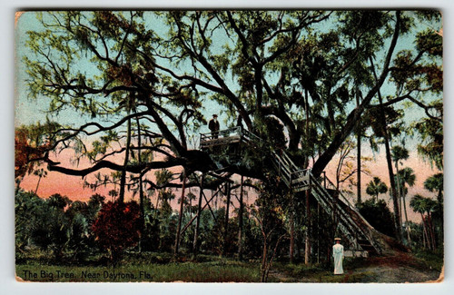 Daytona Florida Postcard The Big Tree House 1910 Spanish Moss Covered Vintage