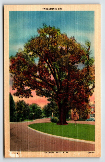 Tarleton's Oak Tree Charlottesville Virginia Postcard Linen VA Unposted Vintage