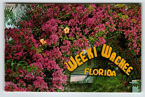 Postcard Weeki Wachee Springs Florida Bougainvillea Flowers Mermaids Chrome