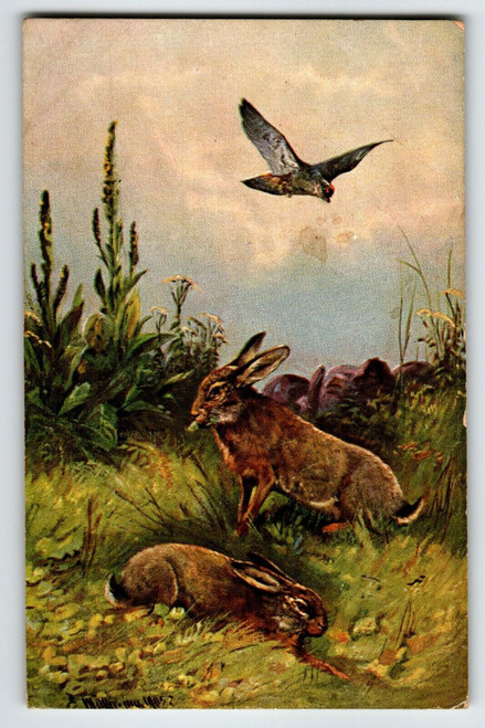 Hawk Hunting Rabbits Rustic Postcard Signed Muller Wildlife HKM 350 Germany