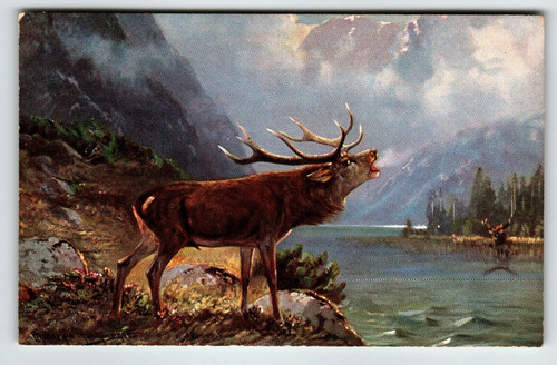 Deer Elk Lake Mountains Rustic Postcard Signed Muller Wildlife HKM 350 Germany