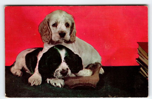 Cocker Spaniels Puppy Dogs Postcard Chrome Colourpicture Vintage Cute Unposted