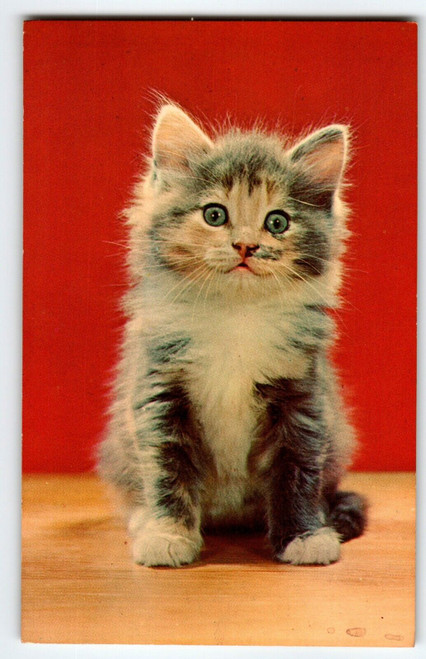Lonesome Blue Eye Kitten Cat Postcard Chrome Unposted Vintage Colourpicture Cute