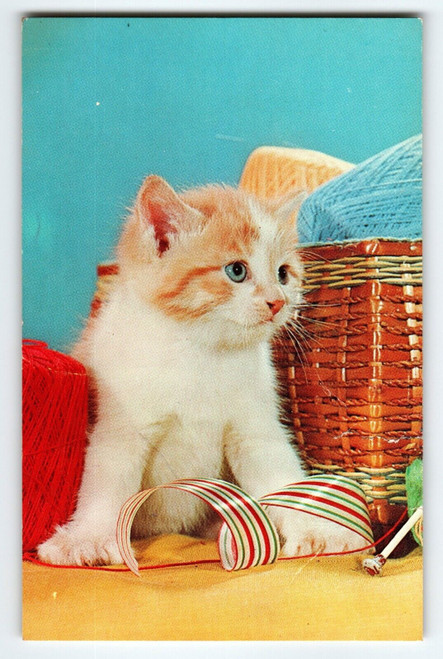 Orange & White Kitten Cat Postcard Chrome Unposted Vintage Dexter Cute