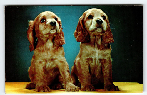 Cocker Spaniel Puppy Dogs Sit Postcard Chrome Curt Teich Vintage Cute Unposted