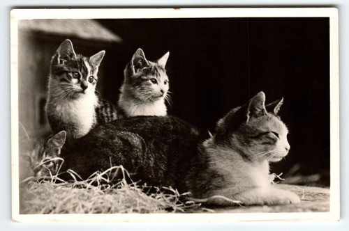 4 Cats Kittens RPPC Real Photo Postcard Vintage 1942 Cute Animals Rest In Barn