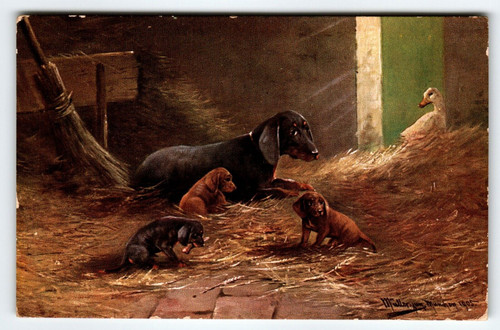 Postcard Dachshund Dog & Puppies In Barn Signed Muller Germany Illustrated 1908