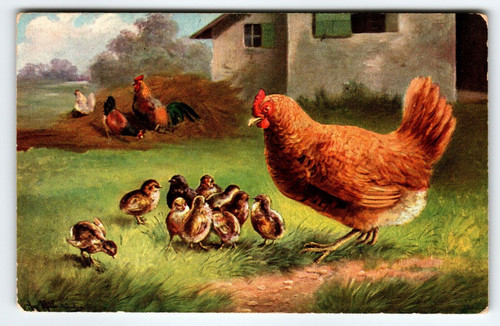 Postcard Rustic Rooster Baby Chicks Signed Muller Germany Barnyard Animals 1906