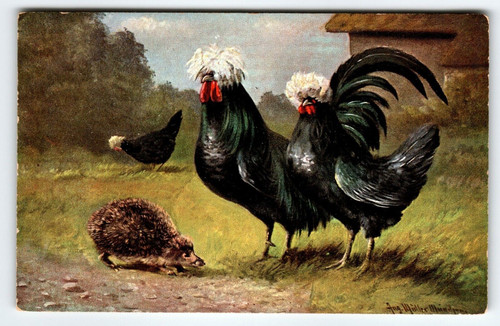 White Crested Black Polish Chickens & Hedgehog Postcard Signed Muller Germany