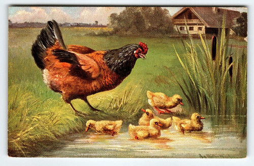 Hen & Baby Chicks Postcard Signed Muller Germany Animals Chickens Rustic Pond