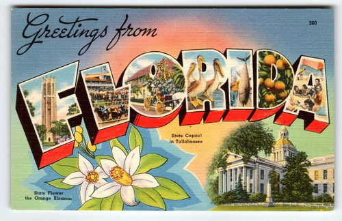 Greetings From Florida State Large Letter Linen Postcard 1952 Orange Blossom