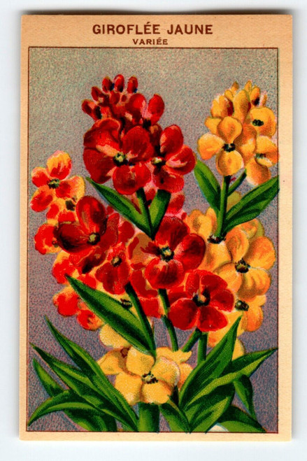 1920's Flower Seed Art Print GIROFLEE JAUNE Lithograph Original Vintage Unused