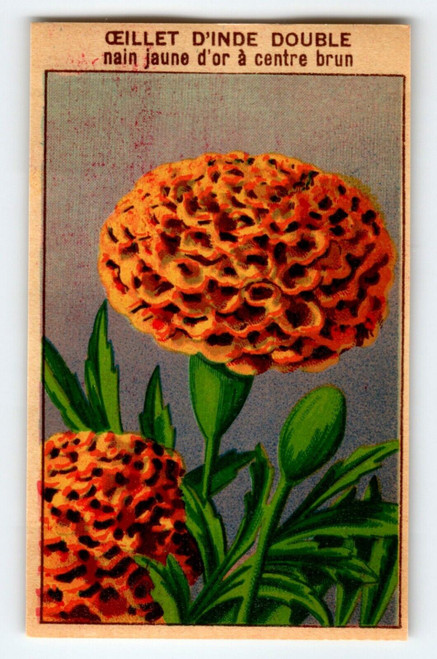 1920's Flower Seed Art Print OEILLET D'INDE Lithograph Original Vintage Unused