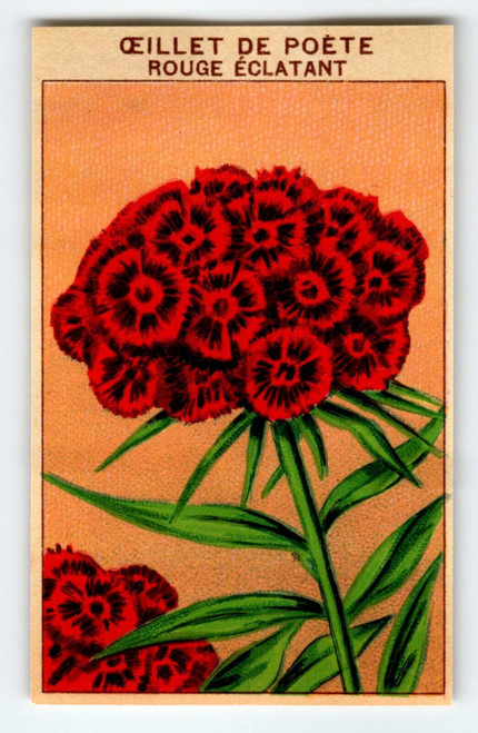 1920's Flower Seed Art Print OEILLET DE POETE Lithograph Original Vintage Unused