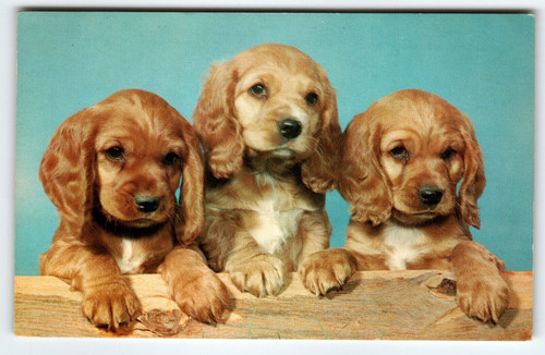 3 Cocker Spaniel Puppies Golden Brown Posing Cute Dogs Vintage Unused Chrome