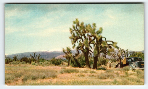 The Joshua Tree Mojave California Chrome Postcard Union Oil 76 Gas 1939 Gasoline