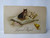 Easter Postcard Cat Seated On Pillow Baby Chick Joyeuses Paques 1923 Vintage