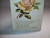 Valentines Day Postcard Baby Seated Inside White Rose Vintage Original Unused