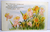 Easter Postcard Fairy Babies Fantasy Daffodils Flowers Whitney 1917 Embossed