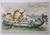 Easter Postcard Fantasy Baby Chicks Row Bird Head Canoe Boat Forget Me Nots 1911