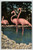 Pink Flamingos Florida Postcard Linen 1951 Wild Animal Ranch St. Petersburg