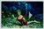 Postcard Weeki Wachee Mermaid Florida Swimsuit Women Underwater Follies Chrome
