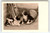 2 Cats Kittens Wicker Basket Postcard Vintage Cute Long Haired Fluffy Animals