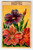 1920's Flower Seed Art Print SALPIGLOSSIS Lithograph Original Vintage Unused