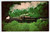 Railroad Postcard Locomotive Steam Train 1286 Alleghany Central Virginia Railway
