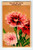 1920's Flower Art Print OEILLET DE CHINE Lithograph Original Made For Seed Pack