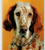 Freckle Face English Setter Dog Postcard Vintage 1959 Chrome Dexter Press