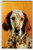 Freckle Face English Setter Dog Postcard Vintage 1959 Chrome Dexter Press