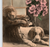 Resting Dogs Postcard Puppies In Basket Pink Flowers Window Vintage Antique 1909