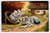 Charming CAT Grey Fluffy Kittens BUTTERFLY Artist Signed SCHROPLER Germany